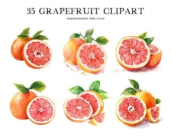 Watercolor Grapefruit Clipart, Png Bundle, Fruit Clip Art, Illustration, Design, Free Commercial Use, Instant Digital Download