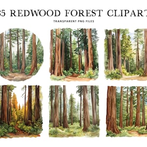Watercolor Redwood Forest Clipart, Png Bundle, Clip Art Illustration, Tree Design, Nature Landscape, Commercial Use Instant Digital Download