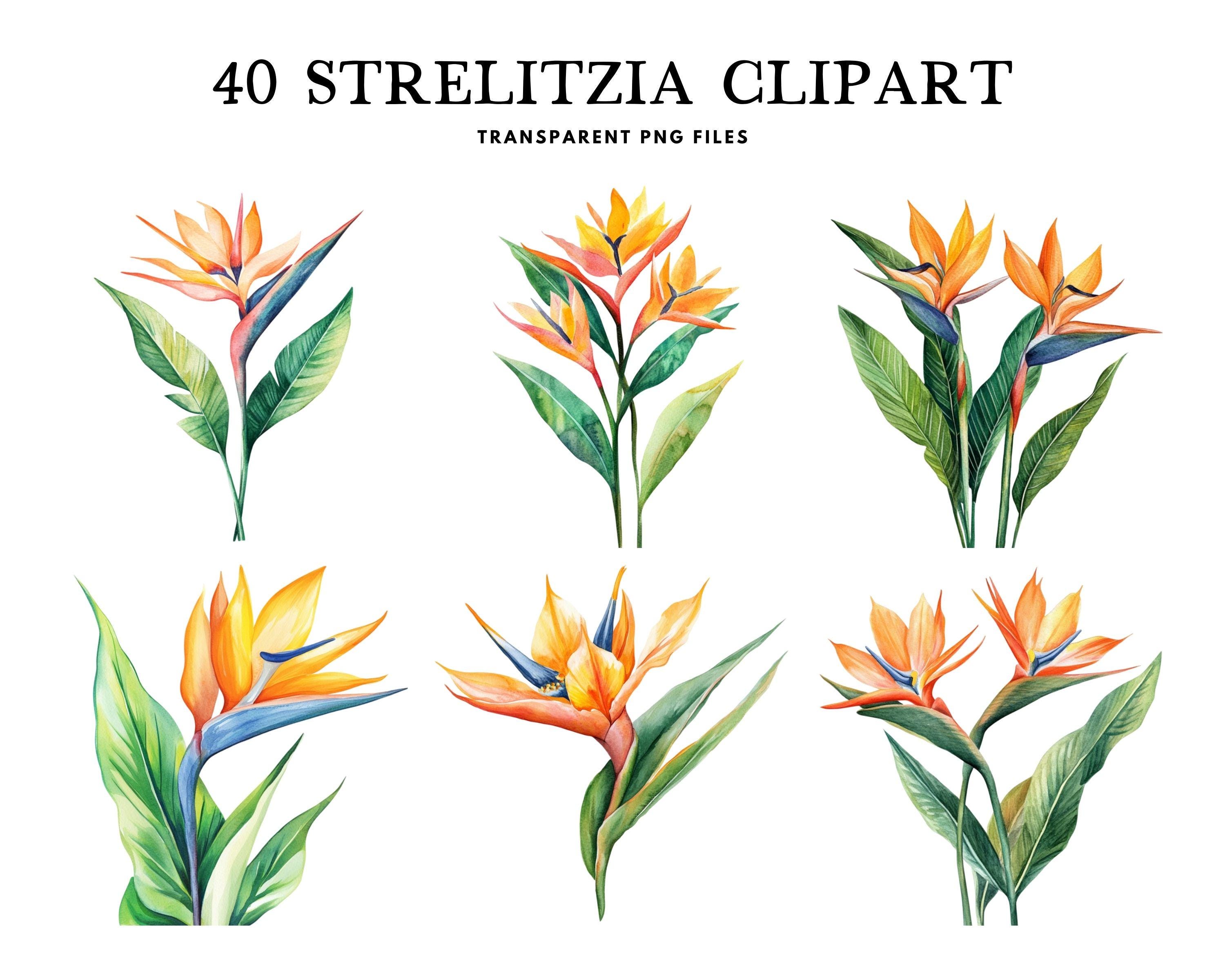 Watercolor Strelitzia Clipart, Png Bundle, Tropical Clip Art, Leaf  Illustration, Botanical Design, Flower, Exotic, Floral, Digital Download -  Etsy Israel