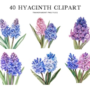 Watercolor Hyacinth Clipart, Png Bundle, Flower Clip Art, Illustration, Floral Design, Free Commercial Use, Instant Digital Download