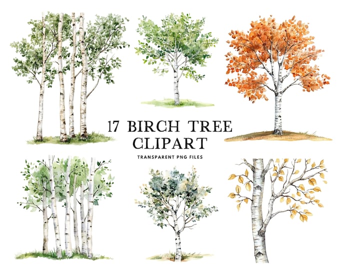 Premium Birch Tree Clipart & Vector Set - Birch Tree Clip Art, Birch ...