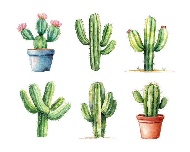 May include: Watercolor illustration of six different cacti. The cacti are various shades of green, with some featuring pink flowers. One cactus is potted in a blue pot, and another in a terracotta pot. The background is white.