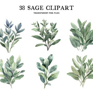 Clipart de Sálvia em Aquarela, Pacote de PNG, Clip Art de Folhas, Ilustração de Ervas, Design de Ervas, Herbalista, Uso Comercial, Download Digital Instantâneo