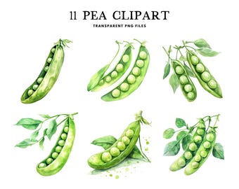 Watercolor Pea Clipart, Png Bundle, Vegetable Clip Art, Illustration, Design, Free Commercial Use, Instant Digital Download