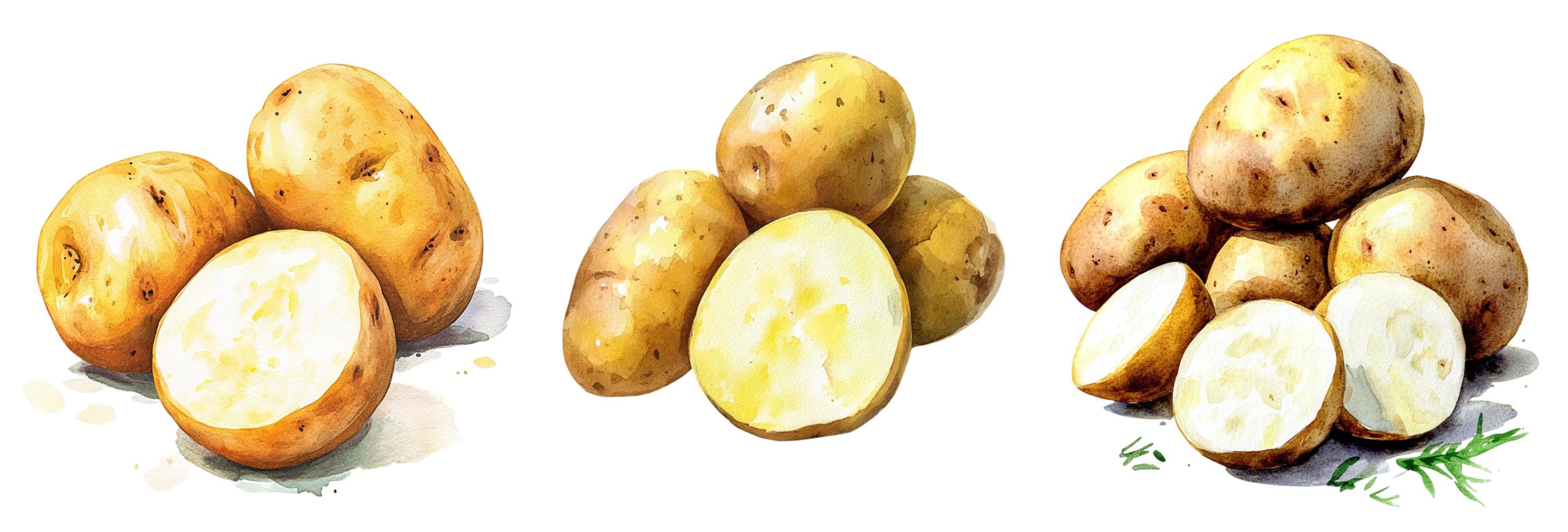 Watercolor Potatoes Clipart, Png Bundle, Vegetable Clip Art ...