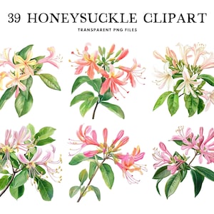 Watercolor Honeysuckle Clipart, Png Bundle, Flower Clip Art, Floral Illustration, Design, Free Commercial Use, Instant Digital Download