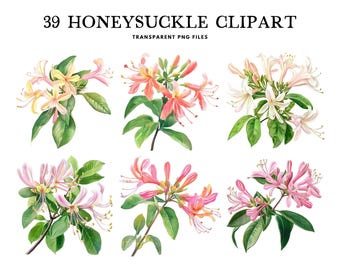 Akvarell kaprifol Clipart, Png-paket, blomklippkonst, blomillustration, design, gratis kommersiellt bruk, omedelbar digital nedladdning