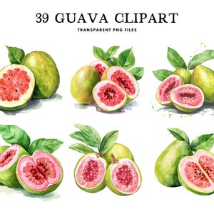 Watercolor Guava Clipart, Png Bundle, Fruit Clip Art, Illustration, Design, Free Commercial Use, Instant Digital Download