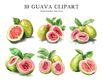 Akvarell guava clipart, png-paket, fruktklippkonst, illustration, design, gratis kommersiellt bruk, omedelbar digital nedladdning