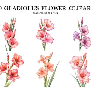Watercolor Gladiolus Flower Clipart, Png Bundle, Clip Art, Floral Illustration, Design, Free Commercial Use, Instant Digital Download
