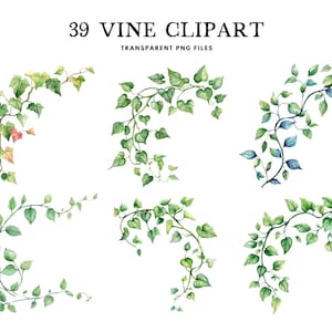 Watercolor Vine Clipart, Png Bundle, Flower Clip Art, Floral Illustration, Botanical Design, Free Commercial Use, Instant Digital Download