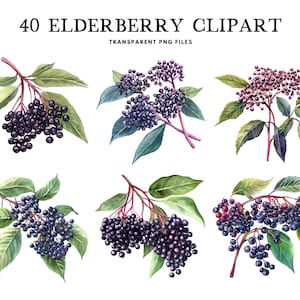 Watercolor Elderberry Clipart Bundle, Elderberry Png, Fruit Clip Art, Illustration, Design, Free Commercial Use, Instant Digital Download