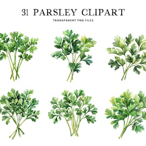 Könnte beinhalten: Aquarell-Cliparts mit sechs Bund frischem Petersilie. Die Petersilie hat eine lebendige grüne Farbe mit detaillierten Blattstrukturen. Der Text "31 Parsley Clipart" und "Transparent PNG Files" ist oben zu sehen.