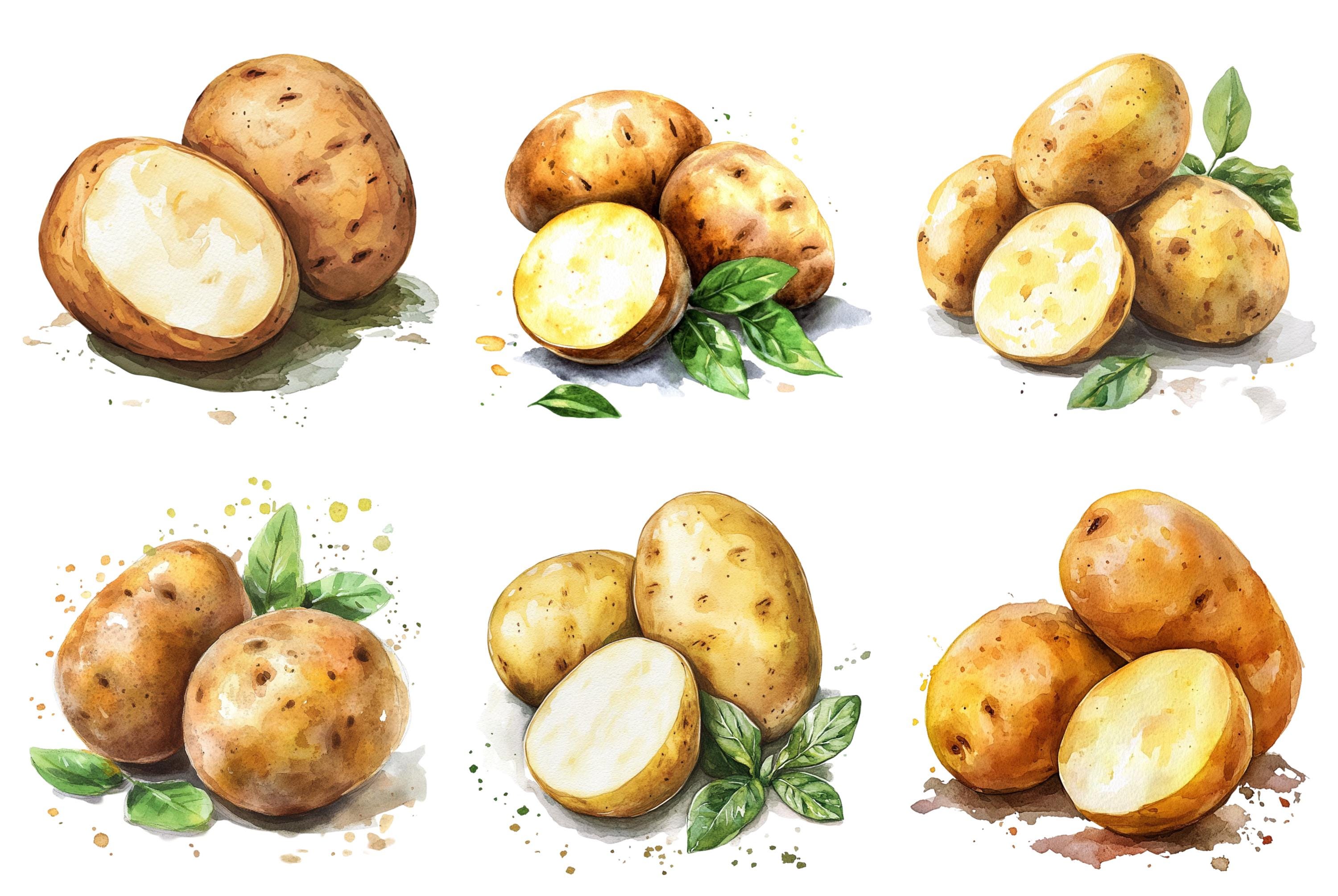 Watercolor Potatoes Clipart, Png Bundle, Vegetable Clip Art ...