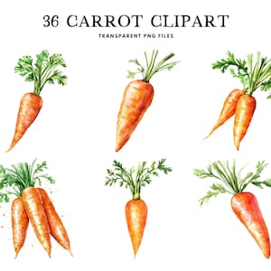 Watercolor Carrot Clipart, Carrot Png Bundle, Vegetable Clip Art, Illustration, Design, Free Commercial Use, Instant Digital Download