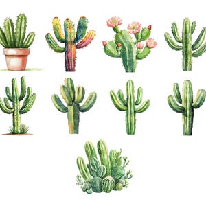 May include: Watercolor illustration of various cacti in shades of green, yellow, and pink. Some cacti are potted in a terracotta pot, while others have pink flowers. The image showcases a variety of desert plants.