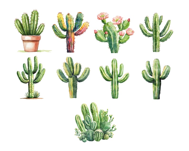 May include: Watercolor illustration of various cacti in shades of green, yellow, and pink. Some cacti are potted in a terracotta pot, while others have pink flowers. The image showcases a variety of desert plants.