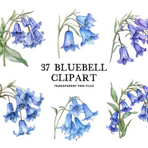 Watercolor Bluebell Clipart Bundle, Bluebell Png, Flower Clip Art, Floral Illustration, Bluebell Flower Design, Instant Digital Download