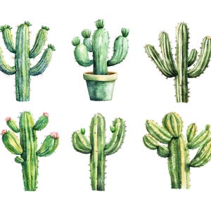 May include: Watercolor illustration of six different green cacti. Some cacti have pink flowers and are in a green pot. The cacti are painted with detailed shading and are set against a white background.