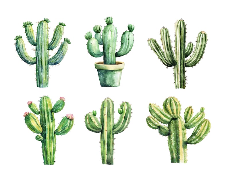 May include: Watercolor illustration of six different green cacti. Some cacti have pink flowers and are in a green pot. The cacti are painted with detailed shading and are set against a white background.