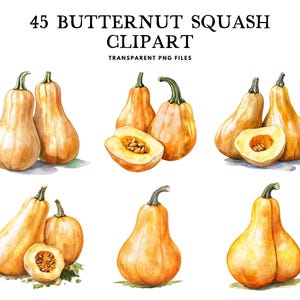 Watercolor Butternut Squash Clipart, Butternut Squash Png Bundle, Vegetable Clip Art, Butternut Illustration Design Instant Digital Download