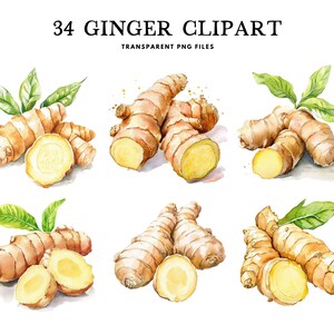 May include: Watercolor illustration of ginger root with green leaves. The image includes whole and sliced ginger, showcasing the yellow interior. Text at the top reads "34 GINGER CLIPART" and "TRANSPARENT PNG FILES".
