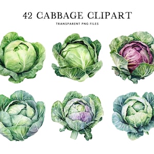 Puede incluir: Conjunto de imágenes prediseñadas de acuarela con seis ilustraciones de repollo. Los repollos varían en color, con tonos de verde y morado. El texto en la parte superior dice "42 Cabbage Clipart" y "Transparent PNG Files".