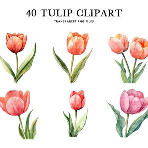 Watercolor Tulip Clipart Bundle, Tulip Png, Flower Clip Art, Floral Illustration Tulip Flower Design Commercial Use Instant Digital Download