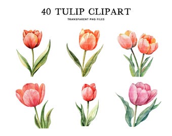 Watercolor Tulip Clipart Bundle, Tulip Png, Flower Clip Art, Floral Illustration Tulip Flower Design Commercial Use Instant Digital Download