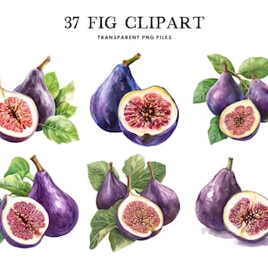 Watercolor Fig Clipart, Fig Png Bundle, Fruit Clip Art, Illustration, Design, Free Commercial Use, Instant Digital Download
