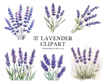 Watercolor Lavender Clipart Bundle, Lavender Png, Flower Clip Art, Floral Illustration, Lavender Flower Design, Instant Digital Download