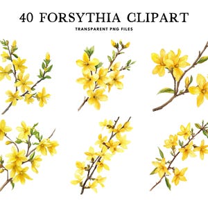 Aquarel Forsythia clipart, png-bundel, bloem illustraties, illustratie, bloemdessin, gratis commercieel gebruik, instant digitale download