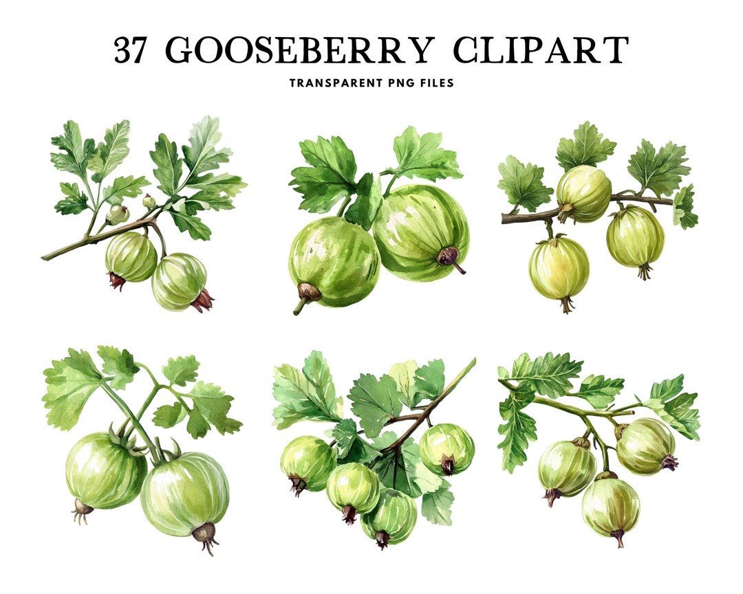 Gooseberry Design Watercolor Gooseberry Clipart, Png Bundle, Fruit Clip Art, Illustration ...