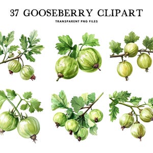 Watercolor Gooseberry Clipart, Png Bundle, Fruit Clip Art, Illustration, Design, Free Commercial Use, Instant Digital Download