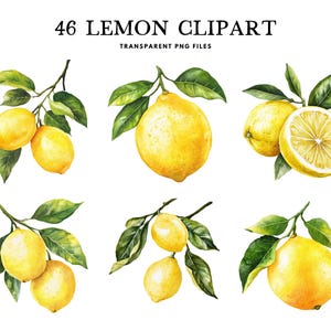 Zestaw clipartów z akwarelą cytrynową, cytryna Png, clipart owocowy, projekt ilustracji, bezpłatne wykorzystanie komercyjne, natychmiastowe pobieranie cyfrowe