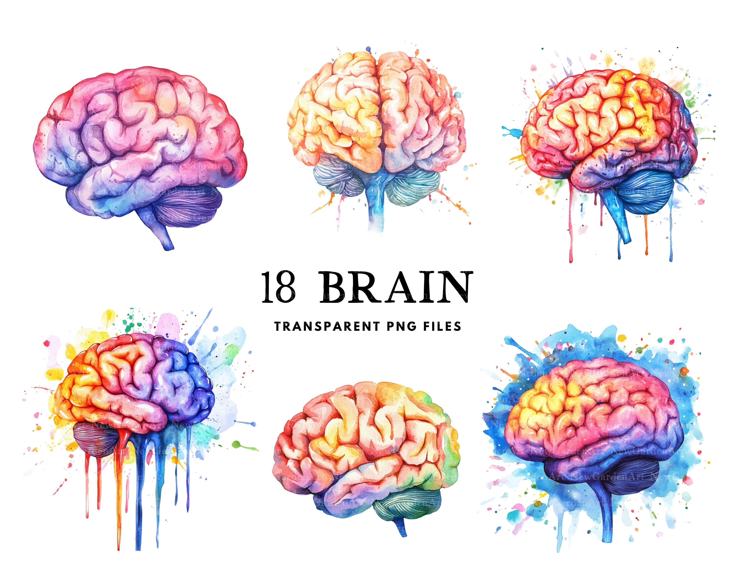水彩画の脳のクリップアート バンドル、脳の PNG、心のクリップアート、脳のイラスト、脳のデザイン、無料の商用利用、即時デジタル ダウンロード -  Etsy 日本, image size:3000x2400