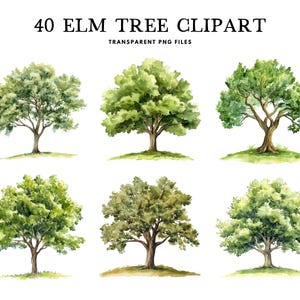 Pacchetto clipart di olmo ad acquerello, olmo png, clip art di olmo, illustrazione di albero, design della foresta, bosco, natura, download digitale istantaneo