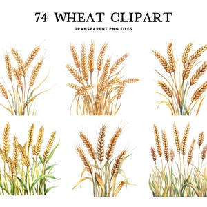 Watercolor Wheat Clipart, Png Bundle, Wheat Field Clip Art Landscape Illustration, Rustic Design, Farmhouse, Commercial Use Digital Download