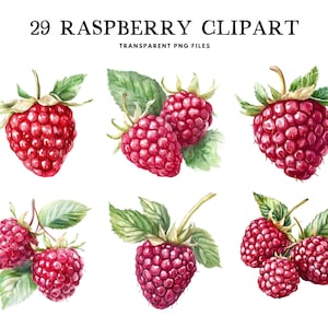 Watercolor Raspberry Clipart, Png Bundle, Fruit Clip Art, Illustration, Design, Free Commercial Use, Instant Digital Download