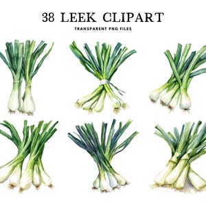 Clipart poireau aquarelle, Png, clipart légume, illustration, conception, usage commercial gratuit, téléchargement immédiat