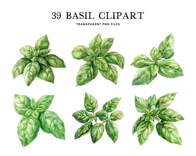 Basil SVG Clip Art, Commercial Use, Basil Plant Vector Illustration ...
