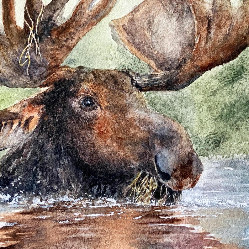 May include: A watercolor painting of a brown moose with large antlers wading through water. The moose has dark fur, a prominent snout, and is partially submerged in the water, with some vegetation visible near its mouth and ripples on the surface.