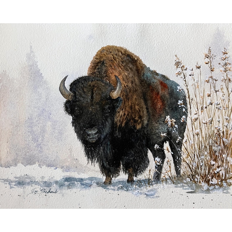 May include: A watercolor painting of a bison standing in a snowy landscape with dried grasses. The bison has dark brown and black fur, a thick mane, and curved horns. The artist's signature, Joe Schaub, is visible in the bottom left corner.