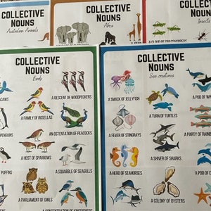 Collective nouns display pack
