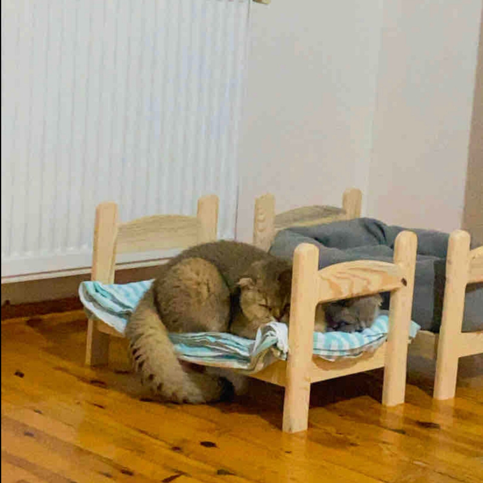 Natural Wood Cute Cat Bed Modern Cat Bed Furniture Wood Cat Etsy