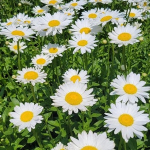 Daisy Feld