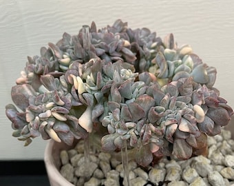 Echeveria 'Cubic Frost' Crested Variegated - RARE Pulvinata Frosty Variegata Cristata Korean Import Succulent