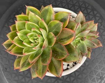 Echeveria Agavoides 'Leopard' Variegata - 2 Heads RARE Variegated Korean Import Succulent