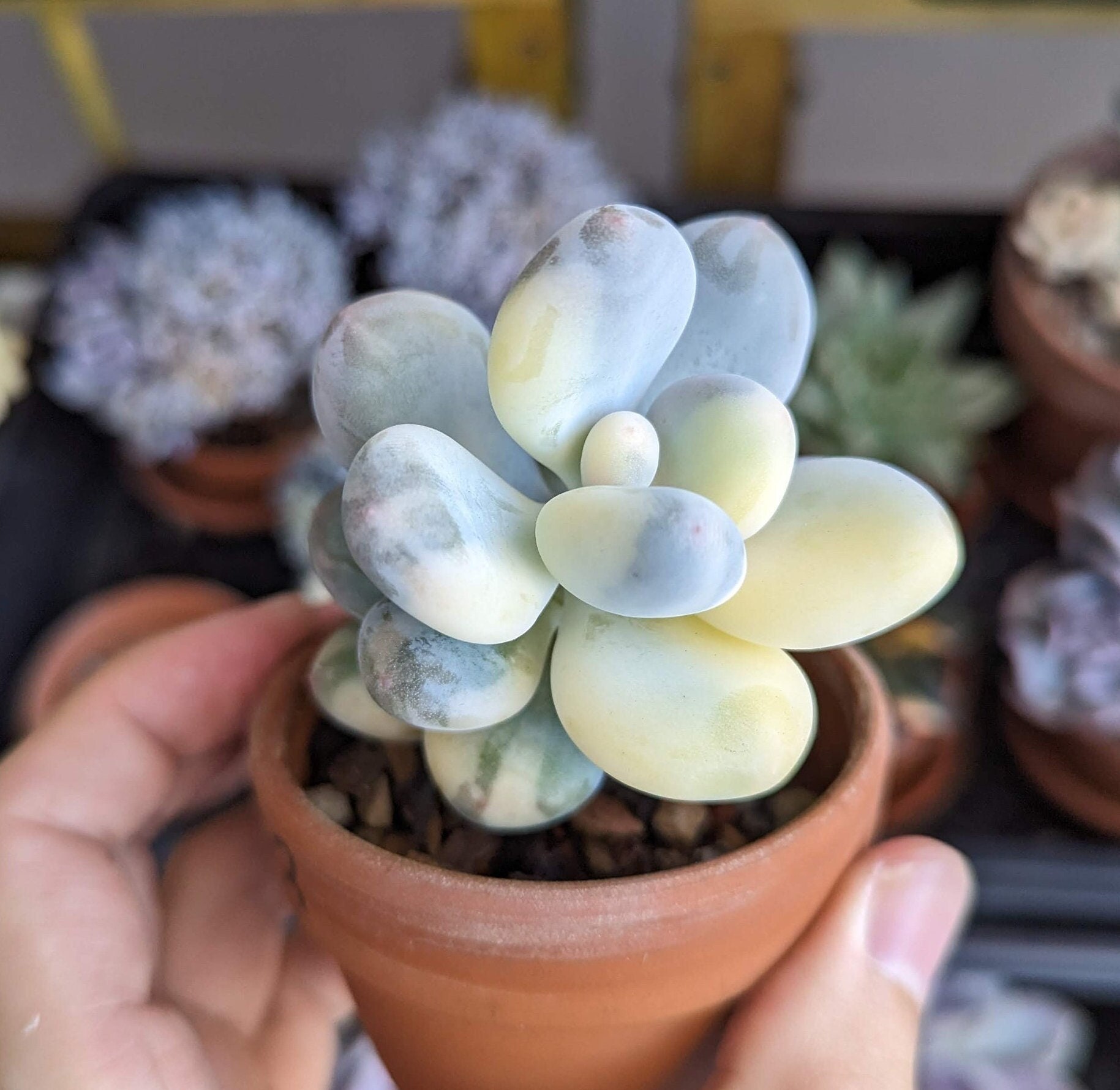 Pachyphytum Oviferum Variegata - RARE Cluster Variegated Moonstones Korean  Import Succulent - Etsy