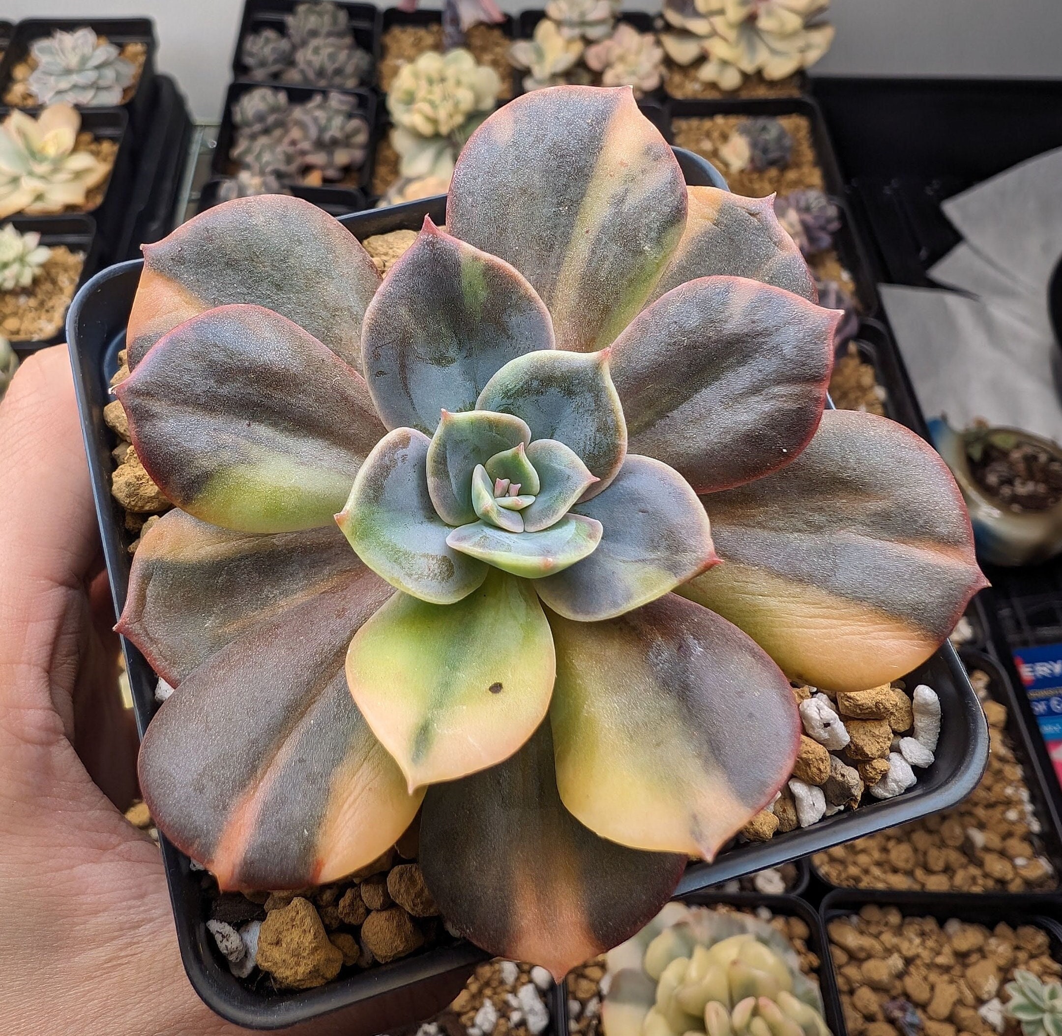Echeveria 'blue Metal' Variegata - RARE Variegated Korean Import Rooted  Succulent - Etsy
